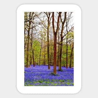 Bluebell Woods Greys Court England UK Sticker